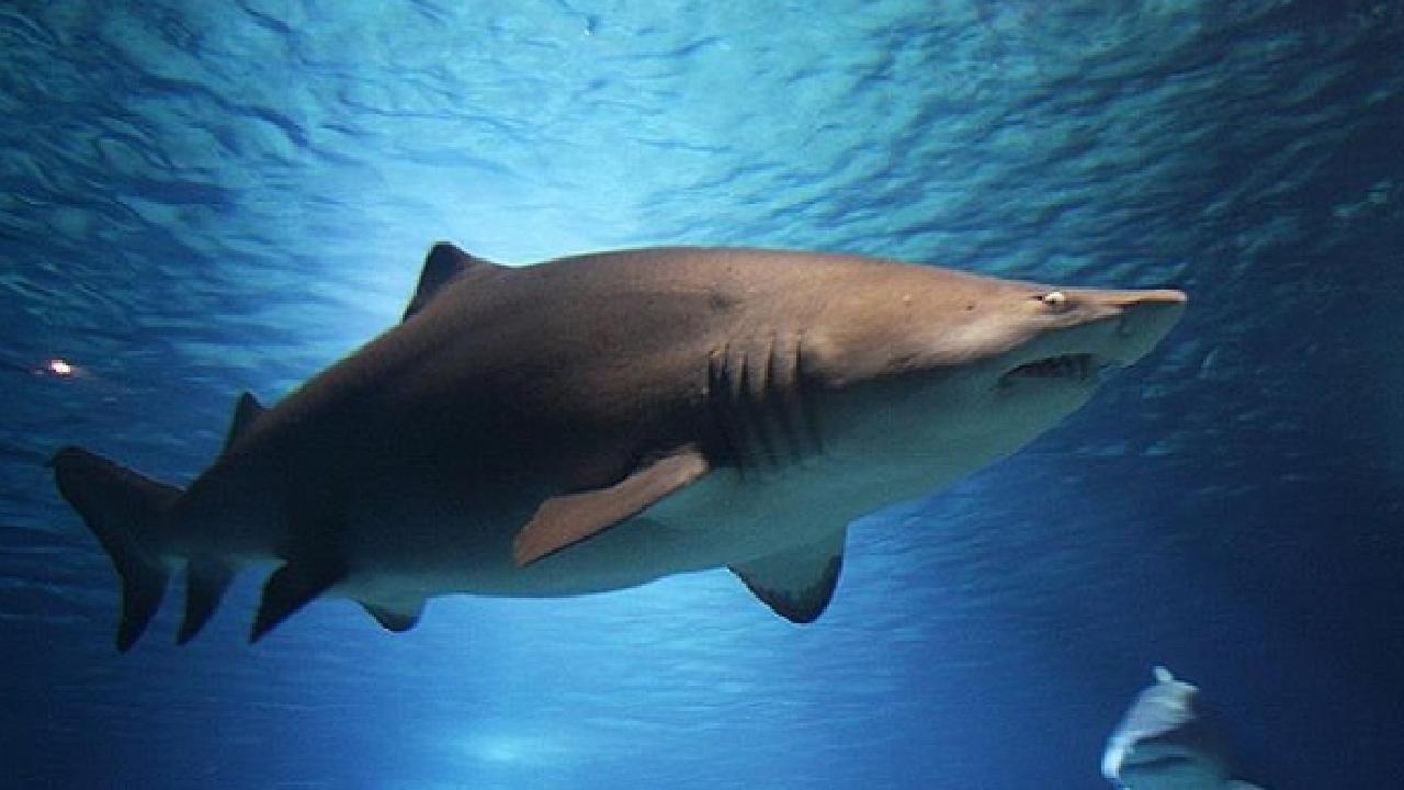 Yükselen deniz yüzeyi sıcaklıkları boğa köpekbalığı popülasyonunu artırıyor