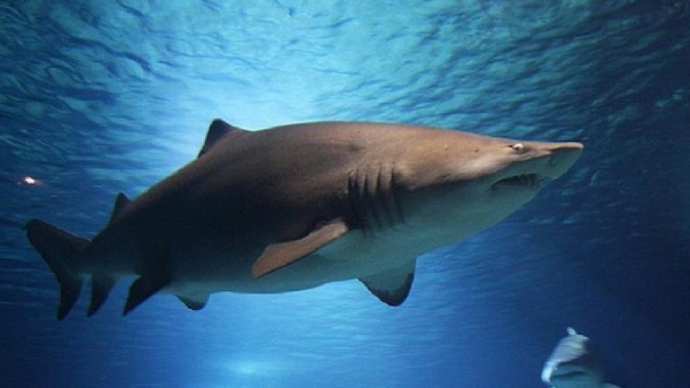 Yükselen deniz yüzeyi sıcaklıkları boğa köpekbalığı popülasyonunu artırıyor