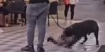 İzmir'de yasaklı cins köpeklere korku! Tepki gösterenlere "Bu işler böyle yürüyor amca" Dedi! 10 dakika sonra...