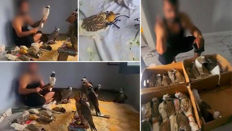 Sosyal medyada gündem olmuşlardı: Kuş çetesine Silivri’de baskın! – Son Dakika Türkiye Haberleri